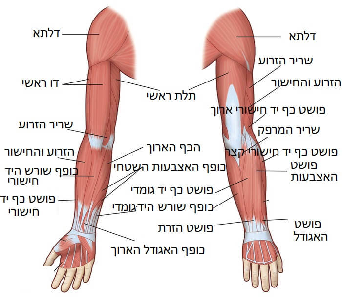 שרירי היד - סיגל וארז יער- עורכי דין