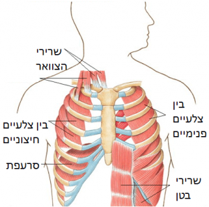 שרירי מרכז הגוף - סיגל וארז יער- עורכי דין