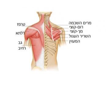 שרירי הפעלת הכתף