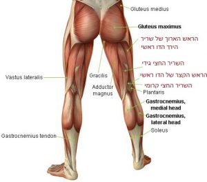 השרירים העיקריים בירך האחורית