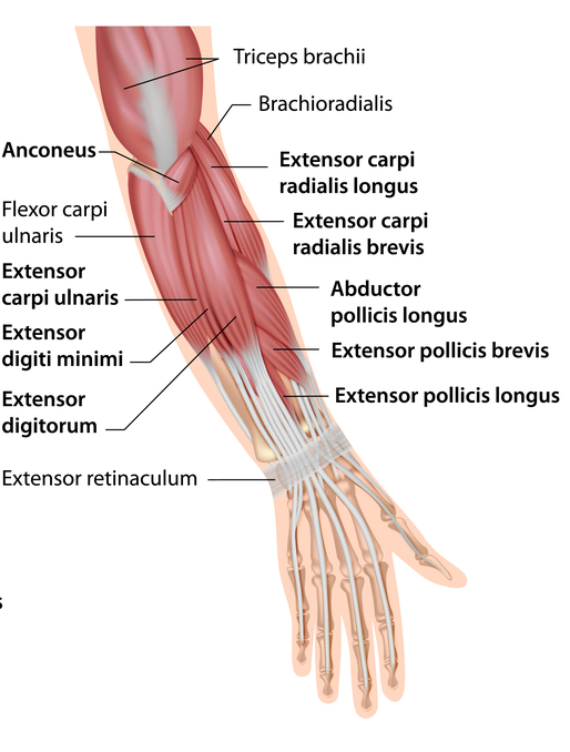 השרירים מיישרי האצבעות